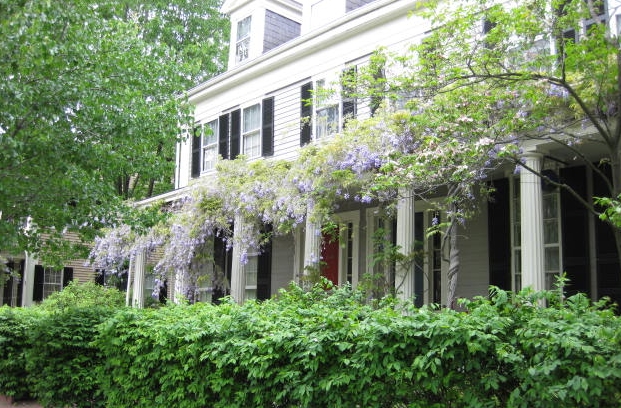 Wisteria on Cambridge Street | Centers And Squares