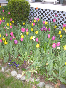 Spring Garden in Cambridge