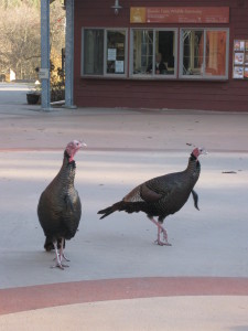 Turkeys at the Audubon Shop at Drumlin Farm